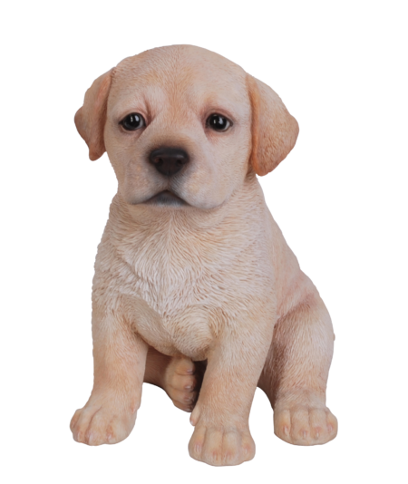 Labrador Welpen
