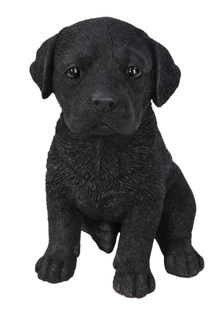 Labrador Welpen – Bild 3