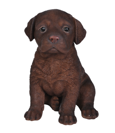 Labrador Welpen – Bild 2
