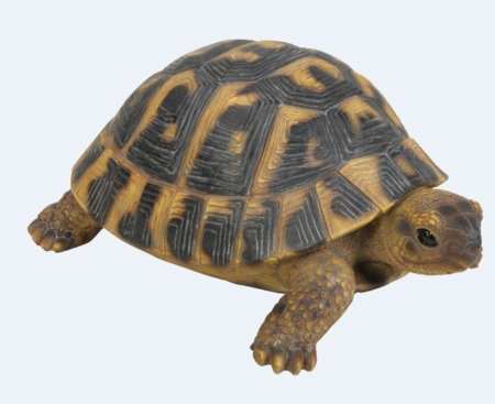 Schildkröten